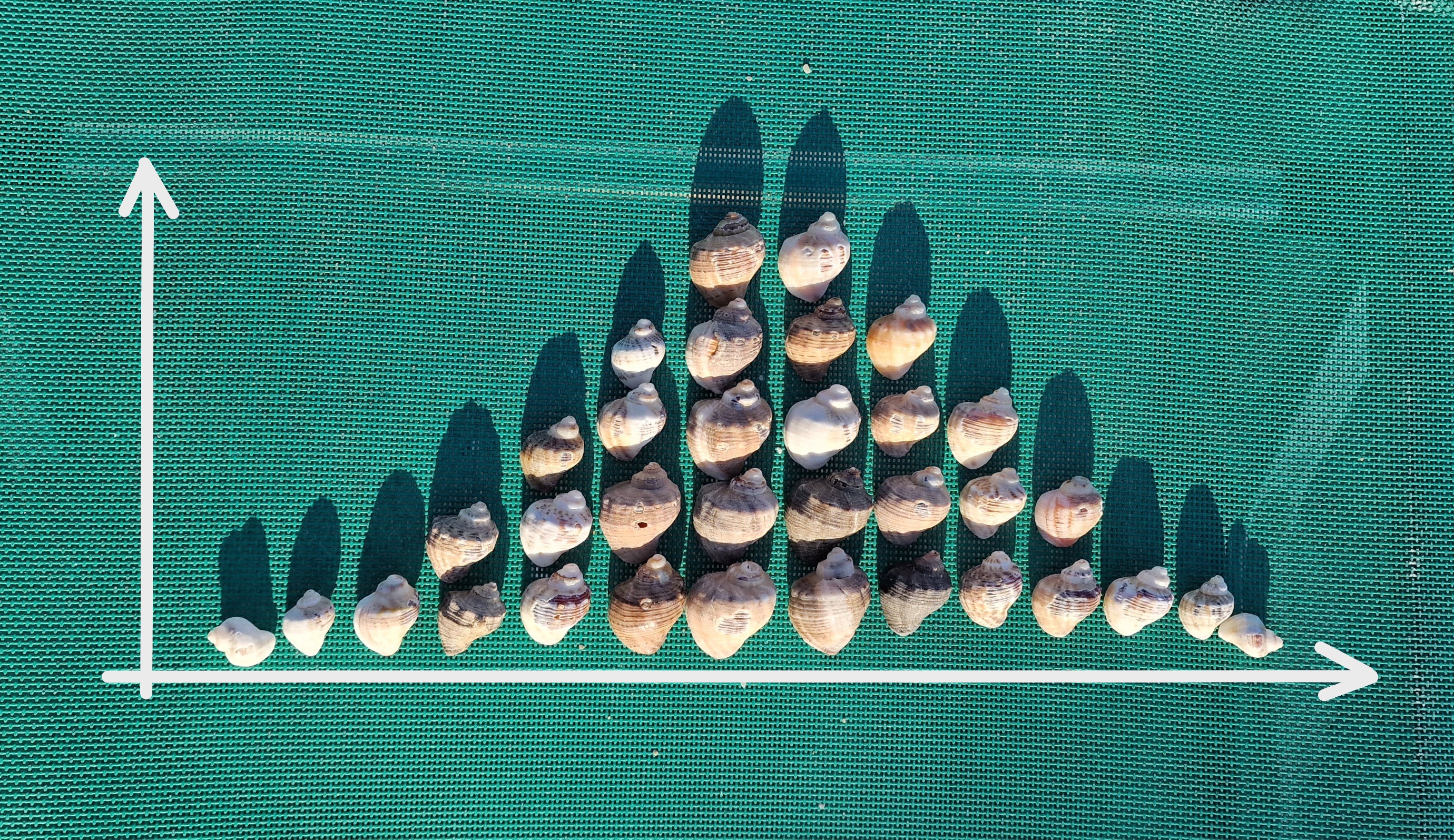 Course Image Statystyka Opisowa - 0AG/000-S1-ST01 - 2025